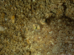 Arnoglossus