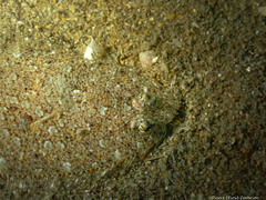 Arnoglossus