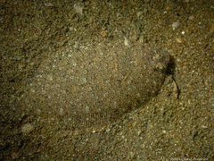 Arnoglossus