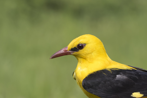 Eurasian Golden Oriole