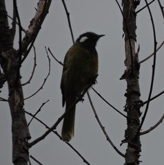 Nesoptilotis leucotis leucotis