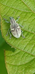 Eugnathus distinctus