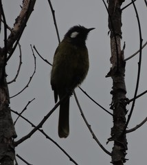 Nesoptilotis leucotis leucotis