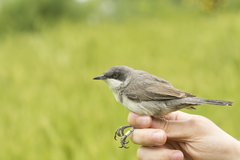 Curruca crassirostris