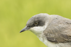 Curruca crassirostris
