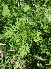 Ambrosia artemisiifolia