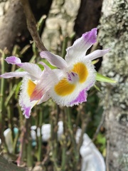 Dendrobium devonianum