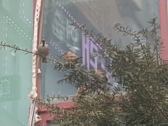 Passer montanus