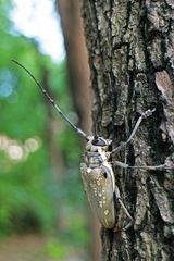 Batocera lineolata