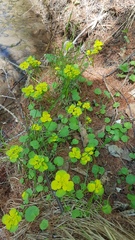 Chrysosplenium serreanum