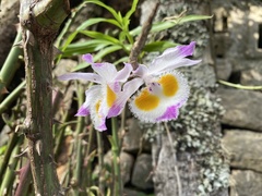 Dendrobium devonianum