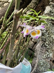 Dendrobium devonianum