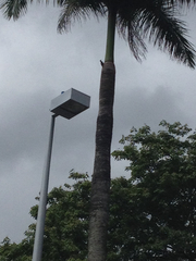 Melanerpes portoricensis