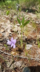 Viola dactyloides