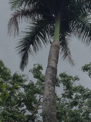 Melanerpes portoricensis