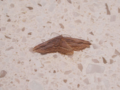 Austrocidaria gobiata