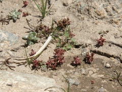 Crassula aquatica