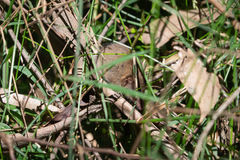 Antechinus mimetes