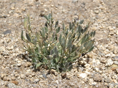 Draba californica