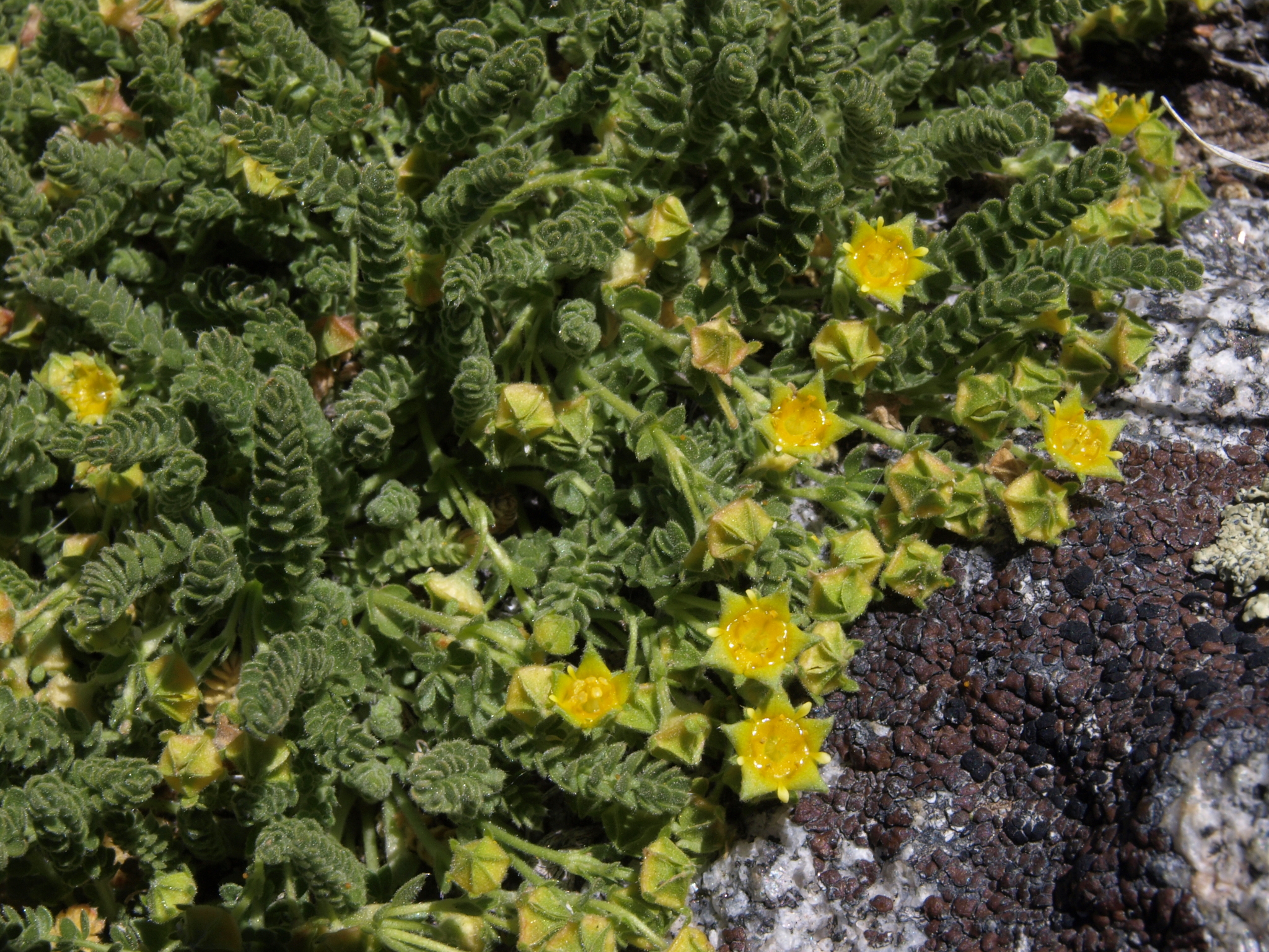 Ivesia shockleyi var. shockleyi