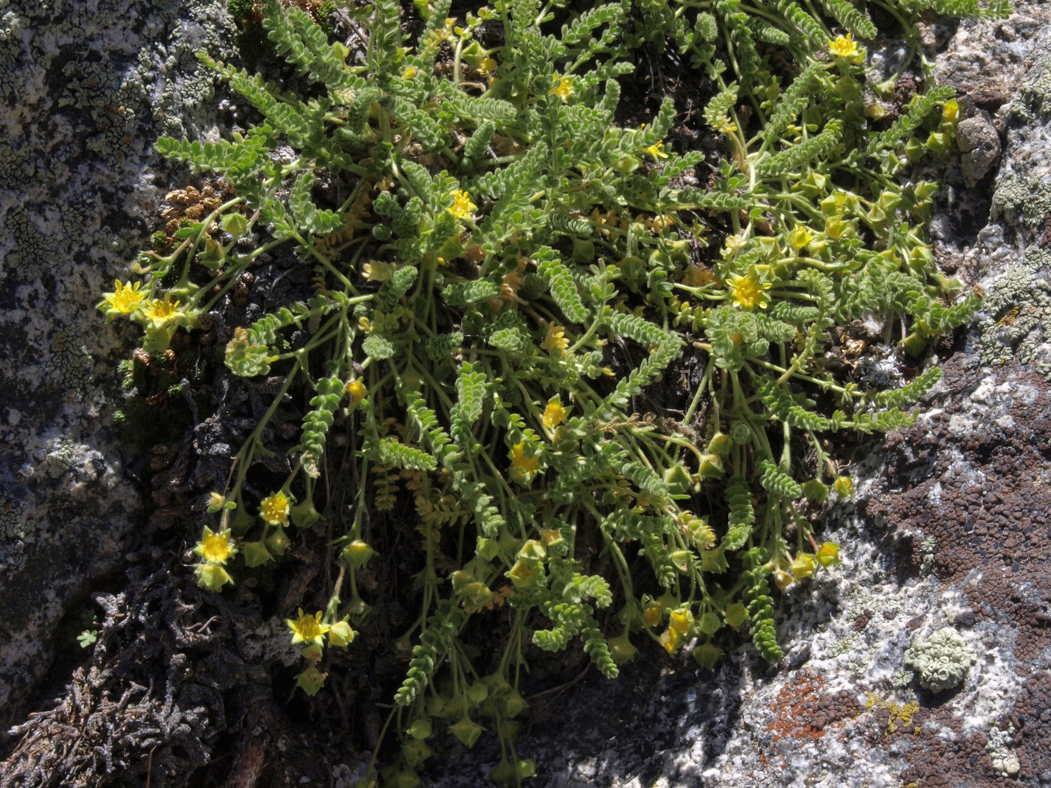 Ivesia shockleyi