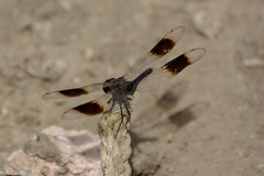 Brachythemis