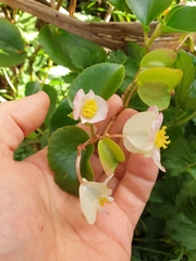 Begonia semperflorens-cultorum