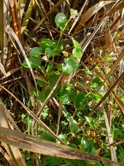 Begonia semperflorens-cultorum