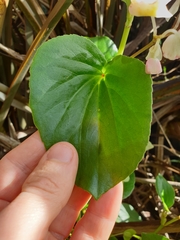 Begonia semperflorens-cultorum