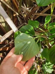 Begonia semperflorens-cultorum