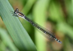 Coenagrion puella