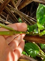 Begonia semperflorens-cultorum