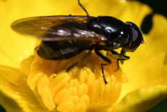 Cheilosia albitarsis