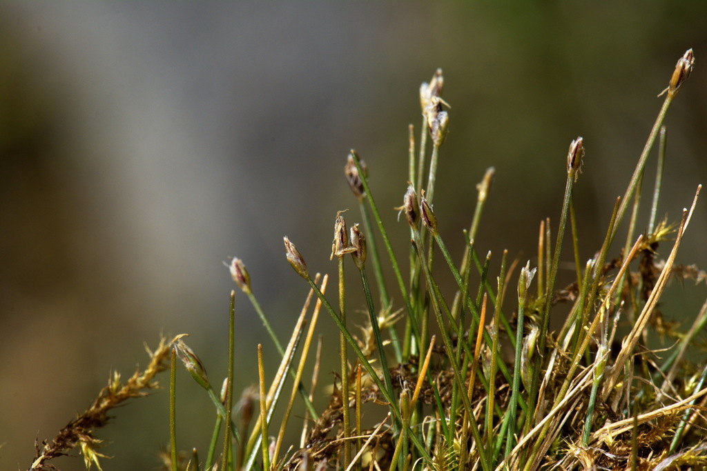 Eleocharis pusilla