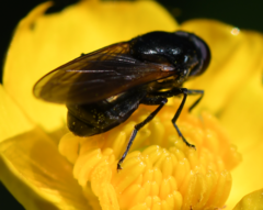 Cheilosia albitarsis