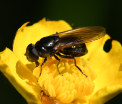 Cheilosia albitarsis