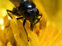 Cheilosia albitarsis