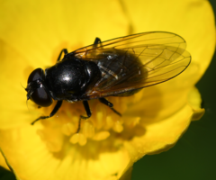 Cheilosia albitarsis