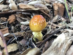 Bolbitius titubans var. olivaceus image