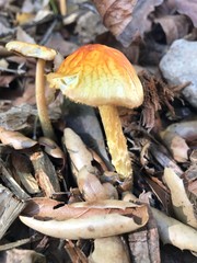Bolbitius titubans var. olivaceus image