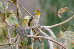 Ploceus cucullatus