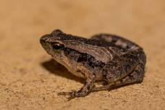 Microhyla