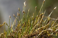 Eleocharis pusilla