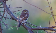Glaucidium perlatum