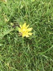 Taraxacum officinale