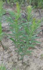 Linaria vulgaris