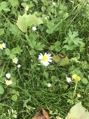 Bellis perennis