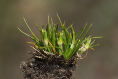 Colobanthus strictus