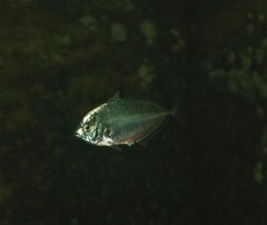 Carangoides