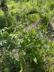 Vicia venosa baicalensis